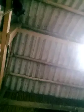 Snapshot of Ducky27021991 chatting on October 2025 12:18:01 PM Ducky27021991 online show from October 2025 12:18:01 PM