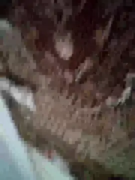 Snapshot of MilaCold5443 chatting on December 2025 06:53:01 PM MilaCold5443 online show from December 2025 06:53:01 PM