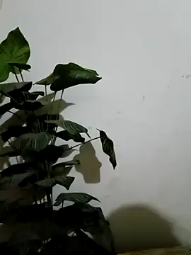 Snapshot of Jessica-03 chatting on March 2026 04:59:01 PM Jessica-03 online show from March 2026 04:59:01 PM