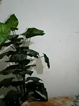 Jessica-03 online show from March 2026 05:52:02 PM