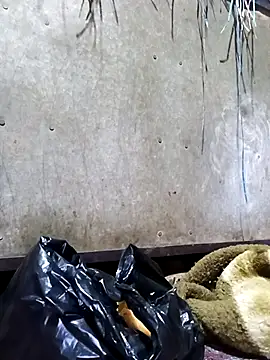 Hot cauple indian online show from February 2026 08:06:02 PM