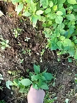 Fish yellow online show from December 2025 09:48:01 AM