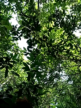 Snapshot of Bear_bear0 chatting on October 2025 01:50:01 AM Bear bear0 online show from October 2025 01:50:01 AM