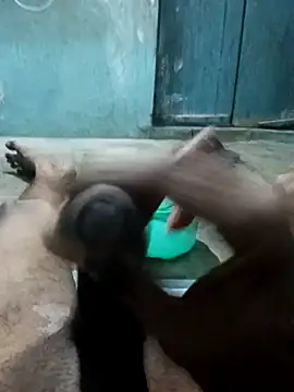 naveen 3222 online show from November 2025 04:07:02 PM