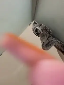 gatitalocahot online show from April 2026 07:31:02 PM