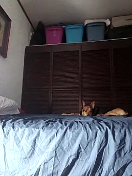 elargon dawn online show from November 2025 03:51:02 AM