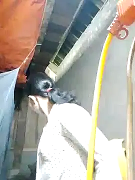 TRIEUTRIEU20 online show from October 2025 01:39:02 AM