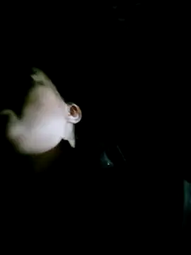 Noelle-e online show from February 2026 12:16:02 PM