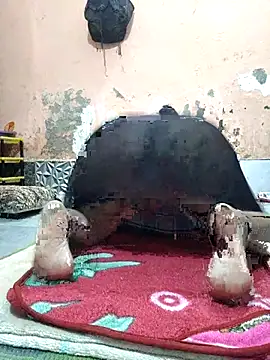 CUTE-GIRL-1 online show from April 2026 05:08:02 PM