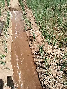 devil boy 0909 online show from March 2026 06:05:02 AM