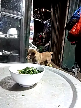 doggy-00 online show from June 2026 11:06:01 PM