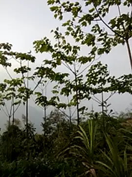 doggy-00 online show from March 2026 10:05:01 AM