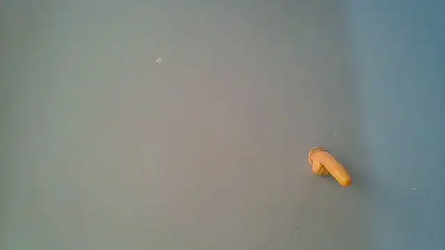 sashachin online show from March 2026 06:02:01 AM