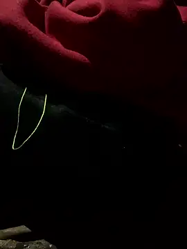 bi-bo123 online show from January 2026 01:56:01 AM