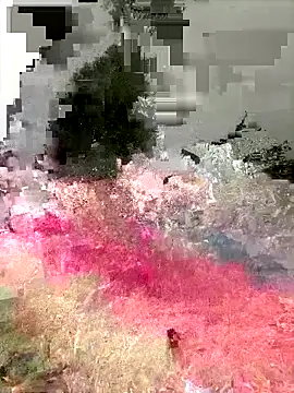 Ckinetor online show from December 2025 03:15:02 PM