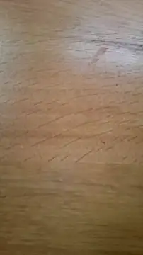 CEEKAYPRO online show from February 2026 10:15:02 AM