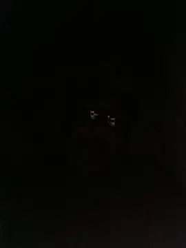 bruno 324278 online show from May 2026 02:52:02 AM
