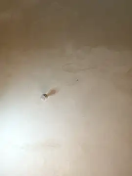 NiaLong21  online show from January 2026 09:57:02 AM