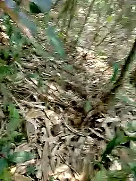 Cloud-wh online show from March 2026 02:45:01 AM