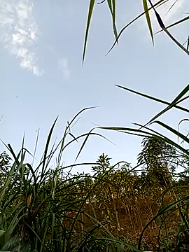 -Chua-90 online show from February 2026 10:17:02 AM