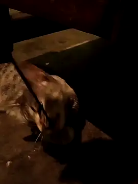 Adrian sxp online show from November 2025 04:38:01 AM