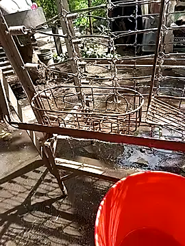 juunioreest online show from November 2025 05:35:02 PM