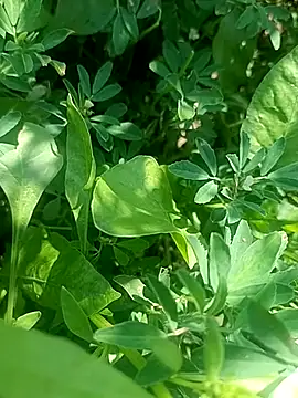 Sunenabhabh online show from March 2026 08:11:01 AM