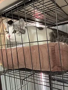 Snapshot of Toffee-00 chatting on November 2025 03:28:02 AM Toffee-00 online show from November 2025 03:28:02 AM