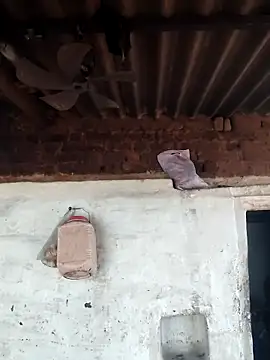 Babita Gori online show from April 2026 11:38:01 AM