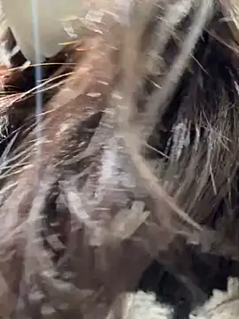 Snapshot of Seven-017 chatting on December 2025 05:00:02 AM Seven-017 online show from December 2025 05:00:02 AM