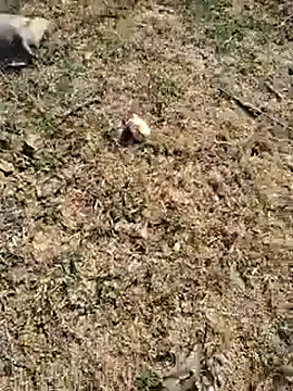 88zaifkhan88 online show from January 2026 04:27:02 AM