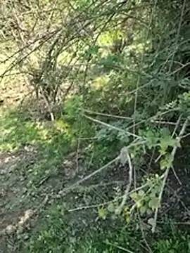 88zaifkhan88 online show from March 2026 04:46:02 AM