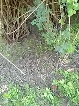 88zaifkhan88 online show from March 2026 05:08:02 AM