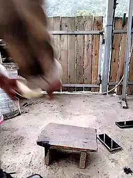 mumu661 online show from January 2026 08:31:02 AM