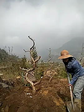 Alibabapi online show from March 2026 02:12:01 AM