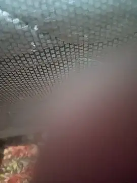 Snapshot of Ariee_199 chatting on December 2025 10:31:01 PM Ariee 199 online show from December 2025 10:31:01 PM