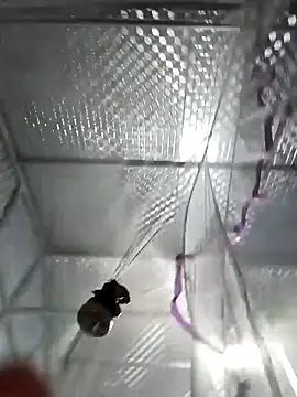 Evelyn-n online show from March 2026 12:24:01 PM