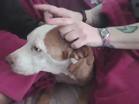 Darkytah online show from February 2026 03:36:01 PM