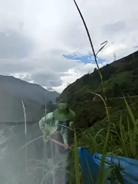 Maiphu34 online show from May 2026 12:50:01 AM