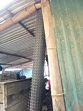 sary-hot2x online show from March 2026 03:50:01 AM