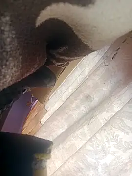 Snapshot of OrangishBank827 chatting on December 2025 10:36:01 PM OrangishBank827 online show from December 2025 10:36:01 PM