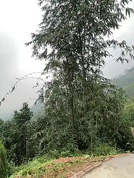 Him MountainGirl online show from March 2026 12:44:02 AM