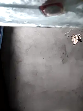 gigo-ulala online show from December 2025 01:37:02 PM