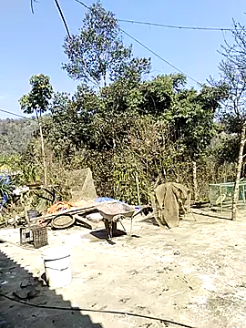 neko-nancy online show from February 2026 07:07:02 AM