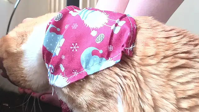 Feetbeth online show from March 2026 07:43:02 PM