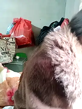 little-effy online show from February 2026 03:04:02 AM