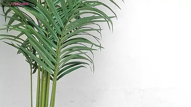 sebastamayo  online show from January 2026 08:49:02 PM