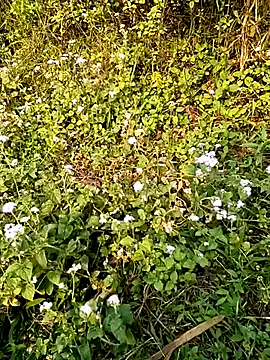 seacyre online show from April 2026 12:58:01 AM