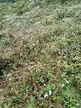 seacyre online show from April 2026 12:44:02 AM