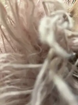 mengmeng776 online show from February 2026 01:33:01 PM